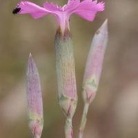 dianthus_sylvestris_longicaulis3md (Dianthus godronianus)