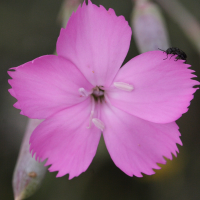 Dianthus godronianus (Œillet virginal)