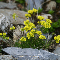 draba_aizoides2bd (Draba aizoides)