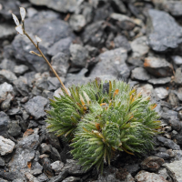 draba_aizoides3abd (Draba aizoides)