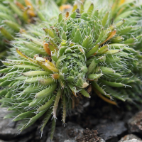 draba_aizoides4bd (Draba aizoides)