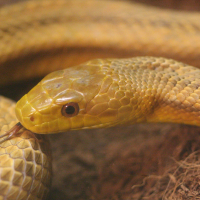 Pantherophis obsoleta ssp. quadrivittata (Serpent ratier)