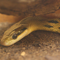 Orthriophis taeniurus ssp. friesi (Serpent ratier)