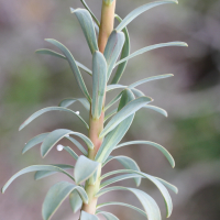 euphorbia_nicaeensis5md (Euphorbia nicaeensis)