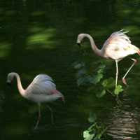 flamant_du_chili_-_phoenicopterus_chilensis1md