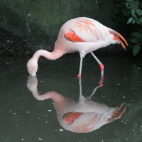 flamant_du_chili_-_phoenicopterus_chiliensis2bd