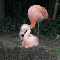 flamant_du_chili_-_phoenicopterus_chiliensis3bd