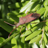 gonocerus_acuteangulatus1bd