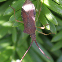 gonocerus_acuteangulatus2bd