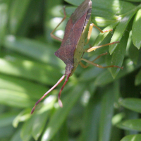 gonocerus_acuteangulatus3bd