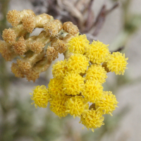 helichrysum_italicum_italicum2md