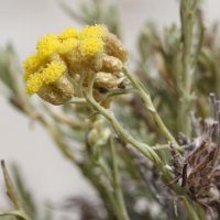 Helichrysum italicum ssp. italicum (Immortelle d'Italie)