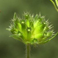Knautia dipsacifolia (Knautie des bois)