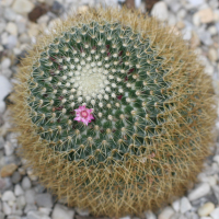 mammillaria_rhodentha_cuneiceps2md