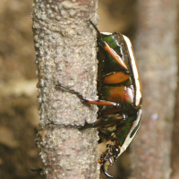 mecynorhina_torquata_ugadensis1md