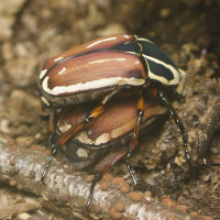 mecynorhina_torquata_ugadensis2md