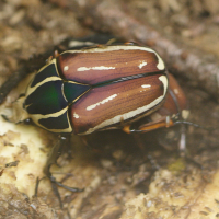 mecynorhina_torquata_ugadensis3md