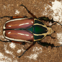 mecynorhina_torquata_ugadensis4md