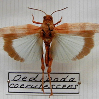 oedipoda_caerulescens2md