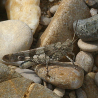 oedipoda_caerulescens3bd