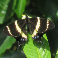 Papilio guaramas ssp. syedra (Papilio, 'Magnificent swallowtail')
