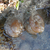 Phallusia mamillata (Ascidie mamelonnée)