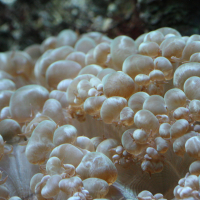 Plerogyra sinuosa (Corail bulles)
