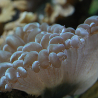 plerogyra_sinuosa3bd