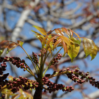 Sclerocarya birrea ssp. caffra (Sclerocarya)
