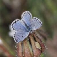 pseudophilotes_vicrama_schiffermulleri1bd