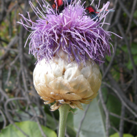 Rhaponticum heleniifolium ssp. heleniifolium (Leuzée, Rhapontique à feuilles d'Aunée)