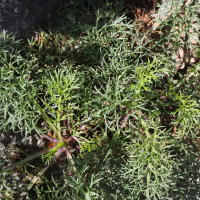 senecio_adonidifolius2md