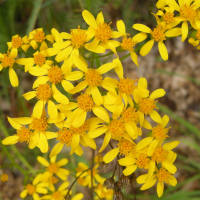 senecio_adonidifolius4md