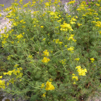 senecio_adonidifolius5md