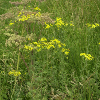 senecio_erucaefolius1md