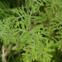 senecio_erucaefolius2md