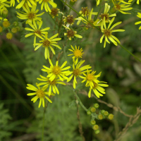 senecio_erucaefolius3md