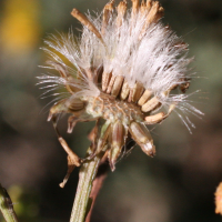 senecio_erucaefolius5md