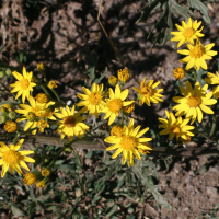 senecio_erucaefolius6md