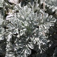 Jacobaea leucophylla (Séneçon à feuilles blanchâtres)