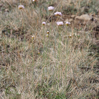 armeria_arenaria_arenaria1md (Armeria arenaria ssp. arenaria)