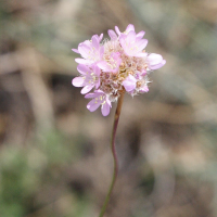 armeria_arenaria_arenaria2md (Armeria arenaria ssp. arenaria)