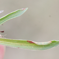 armeria_arenaria_arenaria3md (Armeria arenaria ssp. arenaria)