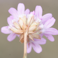 armeria_arenaria_arenaria4md (Armeria arenaria ssp. arenaria)