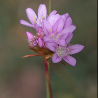 armeria_arenaria_arenaria5bd (Armeria arenaria ssp. arenaria)