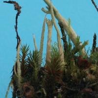 Cladonia coniocraea (Cladonie)