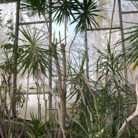 dracaena_umbracilifera1md