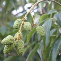 litchi_chinensis5md