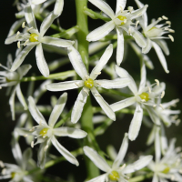 Loncomelos pyrenaicum (Aspergette)