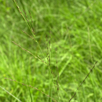 molinia_caerulea2md